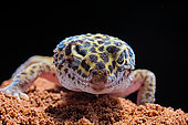 Leopard gecko (Eublepharis macularius) on black background.
