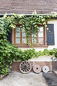 Vines on a house façade, Alsace, France,