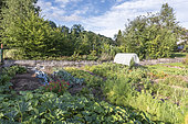 Organic vegetable garden in summer, France,