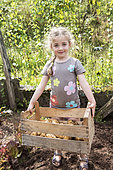 Little girl digging up Potato 'Dolreine' in a garden