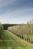 Espaliered Apple trees, France