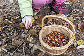 Little girl picking up chestnuts in a forest, France, Moselle