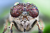 A fly with drops of dew on its eyes Focus stacking of 40 images