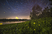 Night among star and fireflies, side of the Po river in the north of Italy