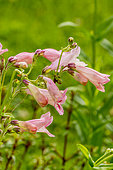Penstemon 'Rosée d'Anjou' in bloom in a garden
