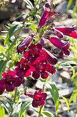 Penstemon 'Purple Bedder' in bloom in a garden