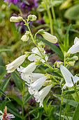 Penstemon 'White Bedder' in bloom in a garden