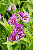 Penstemon 'Lilac Purple' in bloom in a garden