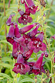 Penstemon 'Purple Bedder' in bloom in a garden