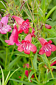 Penstemon 'Windsor Red' in bloom in a garden