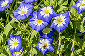 Convolvulus tricolor