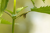 Mayfly (Ephemera danica) on a leaf, Aisy-sur-Armançon, Burgundy, France