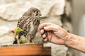 Common Kestrel (Falco tinnunculus) on a flowerpot approached by a man, Rougemont, Burgundy, France