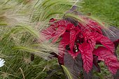 Tampala (Amaranthus tricolor) 'Early Splendor' and Foxtail Barley (Hordeum jubatum)