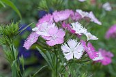 Chinese Carnation (Dianthus barbatus x chinensis) 'Magic Rose Bouquet', Perennial Plant