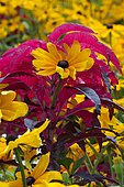 Association of Cornflower (Rudbeckia sp) and Tampala (Amaranthus tricolor)
