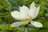 Lotus des Indes, Lotus sacré ou Lotus d'Orient (Nelumbo nucifera) en fleurs, Plante aquatique vivace