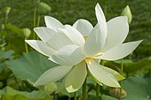 Sacred Lotus (Nelumbo nucifera) in bloom, Perennial aquatic plant