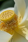 Lotus des Indes, Lotus sacré ou Lotus d'Orient (Nelumbo nucifera) pistil et étamines, Plante aquatique vivace