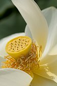 Lotus des Indes, Lotus sacré ou Lotus d'Orient (Nelumbo nucifera) pistil et étamines, Plante aquatique vivace