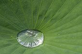 Water drop on a Sacred Lotus (Nelumbo nucifera) leaf, Perennial aquatic plant