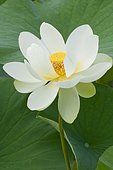 Sacred Lotus (Nelumbo nucifera) in bloom, Perennial aquatic plant
