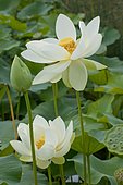 Lotus des Indes, Lotus sacré ou Lotus d'Orient (Nelumbo nucifera) en fleurs, Plante aquatique vivace
