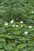Sacred Lotus (Nelumbo nucifera) in bloom, Perennial aquatic plant