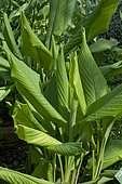 Common turmeric (Curcuma longa) foliage