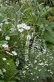 White garden with association of Cosmos (Cosmos sp), Ornamental sage (Salvia sp) and Chamomile (Anthemis sp) in bloom