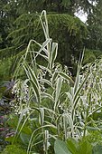Variegated giant cane (Arundo donax) 'Variegata', Synonym: (Arundo donax var. Versicolor), Ornamental grass