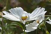 Cosmos (Cosmos bipinnatus) '' Sonata White '', flower