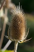 Wild teasel (Dipsacus fullonum), inflorescence