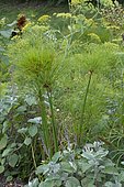 Papyrus (Cyperus papyrus), Aquatic plant