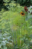 Papyrus (Cyperus papyrus), Aquatic plant and Wild sunflower (Helianthus annuus) in association