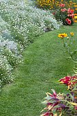 Anthémis (Anthemis sp) en fleurs et pelouse