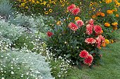 Anthémis (Anthemis sp), Dahlia (Dahlia sp) en fleurs et pelouse