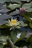 Yellow water lily (Nymphaea sp) flower