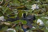 Eurasian coot (Fulica atra) and chick on water lilies (Nymphaea sp)