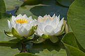 White water lily (Nymphaea sp) 'Perry's Double White' in flower