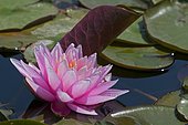 Pink water lily (Nymphaea sp) 'Japanese Pigny' in bloom