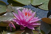 Pink water lily (Nymphaea sp) 'Japanese Pigny' in bloom