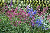 Bellflower (Campanula sp) and Red valerian (Centranthus ruber) in bloom in a garden