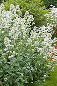 White valerian (Centranthus ruber) 'albus' in bloom in a garden