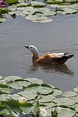 Ruddy Shelduck (Tadorna ferruginea) on water