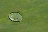 Goutte d'eau sur une feuille de Lotus sacré (Nelumbo nucifera), Plante aquatique vivace