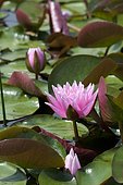 Pink water lily (Nymphaea sp) 'Japanese Pigmy'