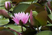 Pink water lily (Nymphaea sp) 'Japanese Pigmy'