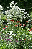 Giant hogweed (Heracleum mantegazzianum) and Ornemental Verbena (Verbena sp) mixed