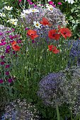 Coquelicot (Papaver rhoeas), Coquelourde des jardins (Lychnis coronaria) et Ail d'ornement (Allium sp) en fleurs